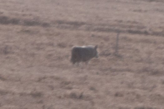 Wolf walking by Burntpoint camp